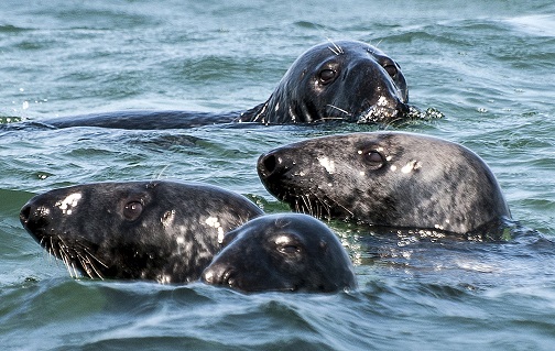 Gray seals swimming