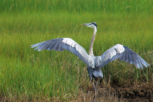 BirdWatching-Audubon-Wellfleet
