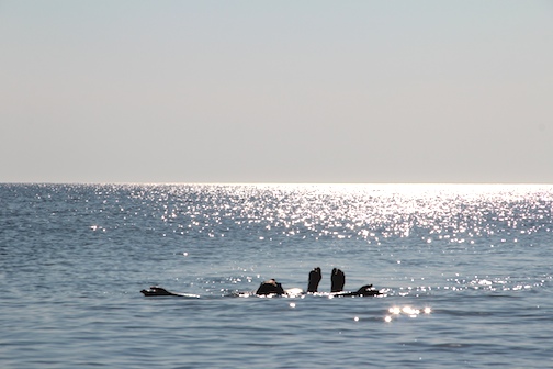 Summer13-HerringCove
