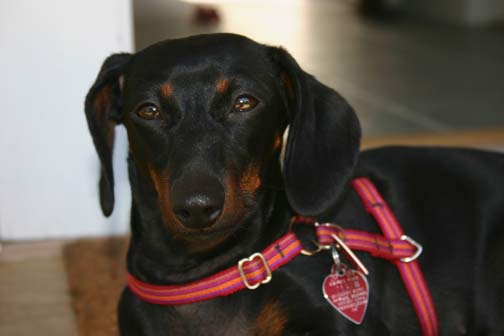 pet-friendly-hana-provincetown