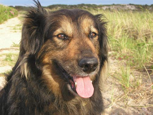 petsHonda