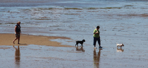 provincetown-east-end-pets