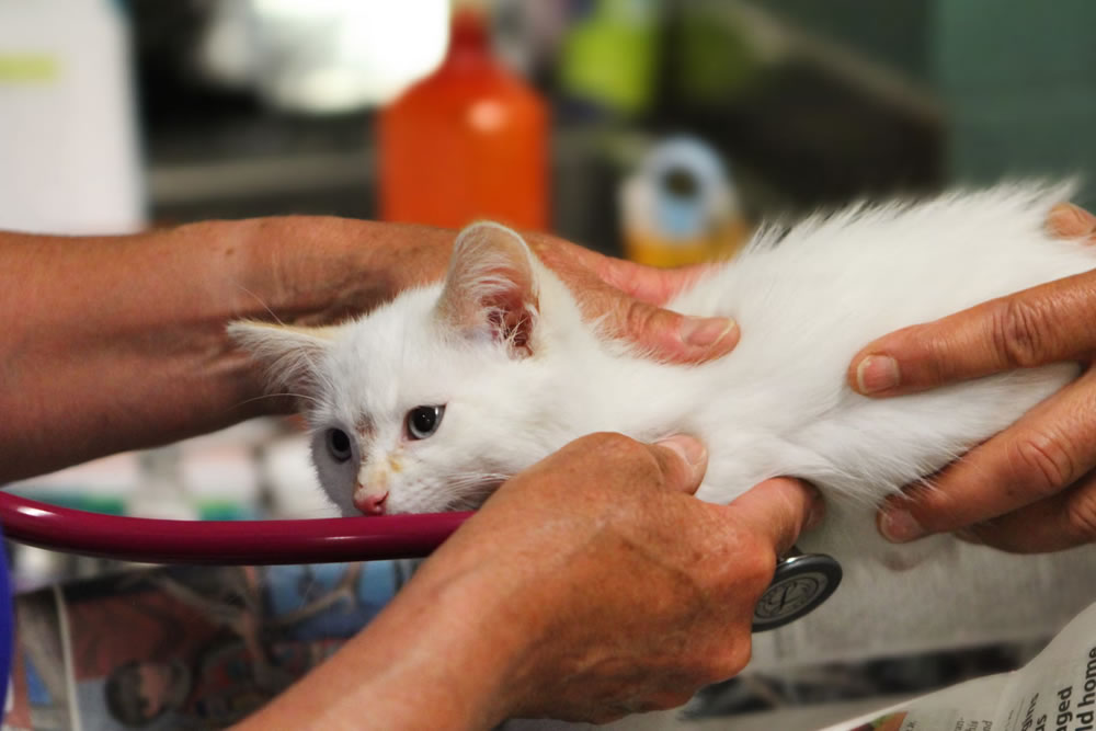 Veterinary
