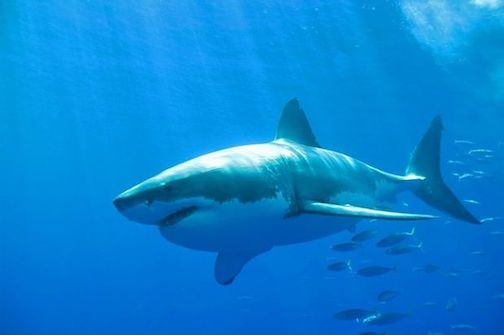 Shark