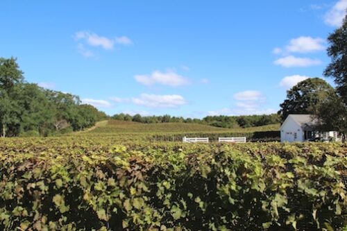 Truro Vineyards of Cape Cod