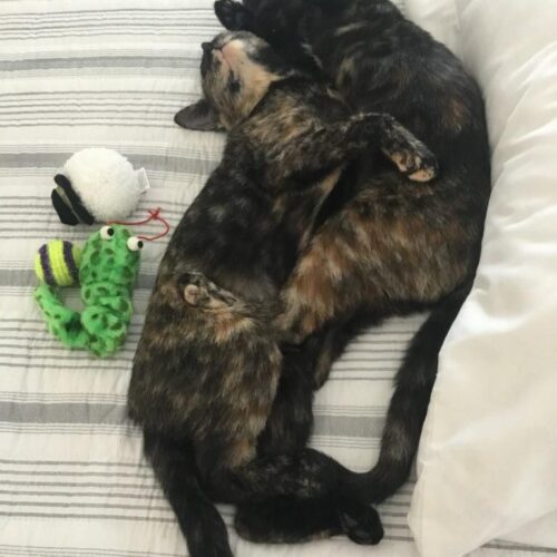 CASAS Carrie A. Seaman Animal Shelter