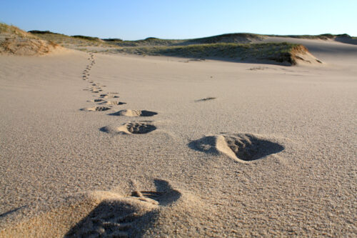 Steps on Provincetown Beach