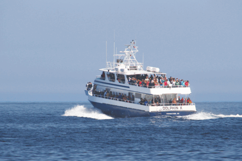 Dolphin Fleet Whale Watch