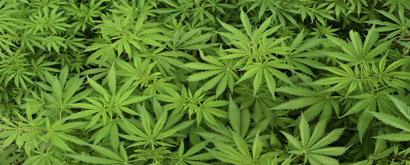 420 Weekend in Ptown