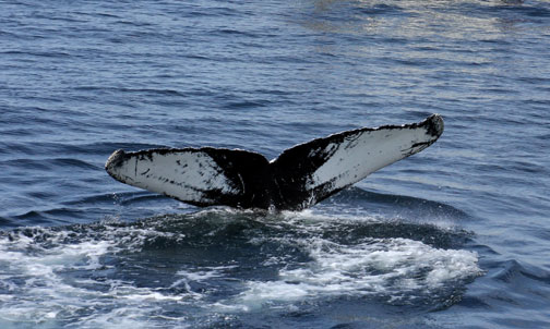Whales are abundant in waters close to Provincetown